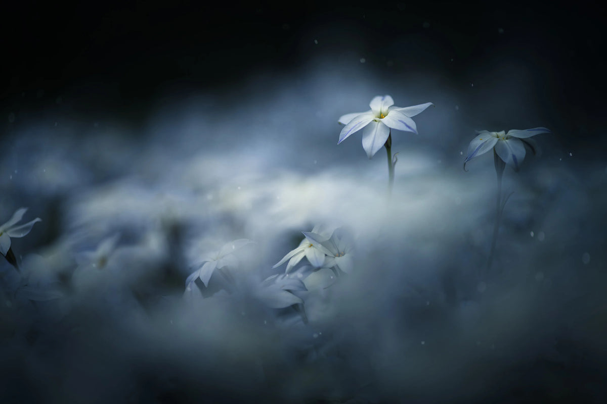 Midnight Flower Mural Wallpaper - pure wallpaper artwork