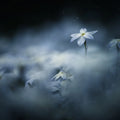 Midnight Flower Mural Wallpaper - pure wallpaper artwork