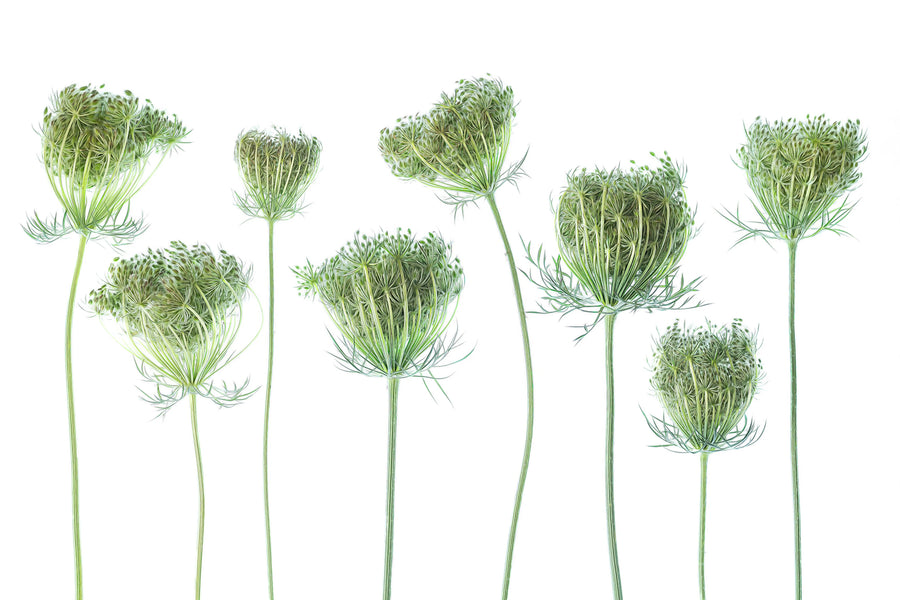 Wild Carrot Mural Wallpaper