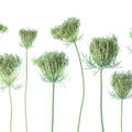 Wild Carrot Mural Wallpaper - pure wallpaper artwork