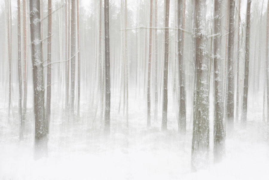 Winter Forest Mural Wallpaper