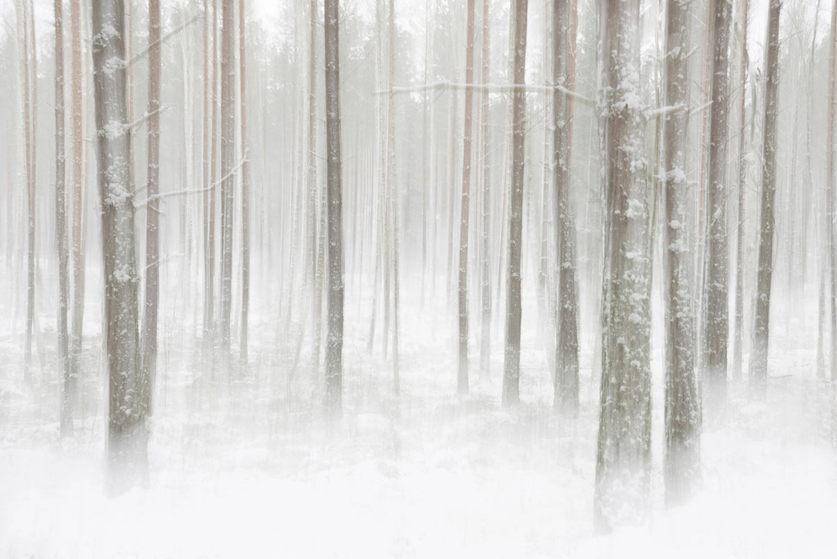 Winter Forest Mural Wallpaper - pure wallpaper artwork