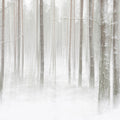 Winter Forest Mural Wallpaper - pure wallpaper artwork