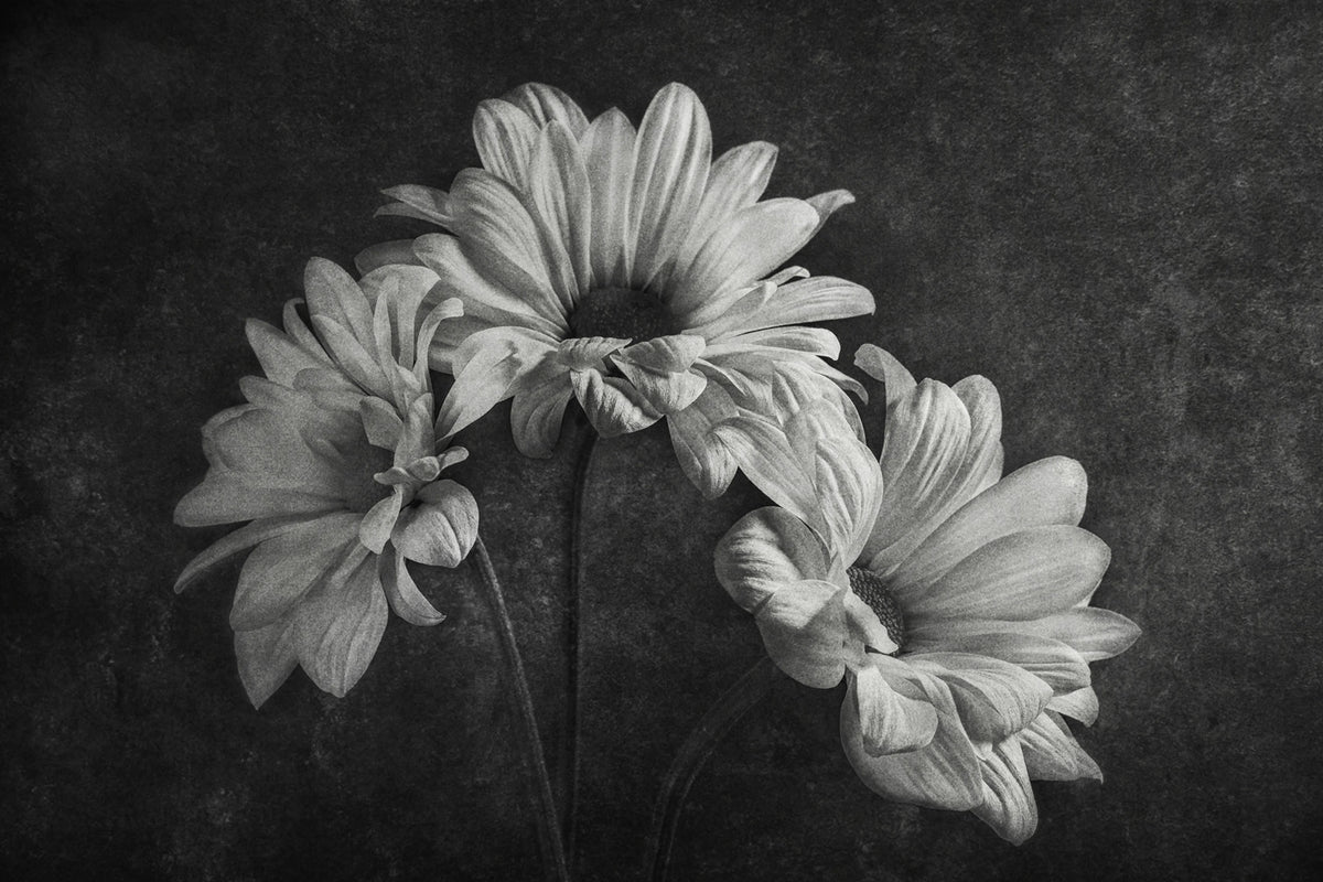 Graphic Flowers Mural Wallpaper - pure wallpaper artwork