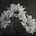 Graphic Flowers Mural Wallpaper - pure wallpaper artwork