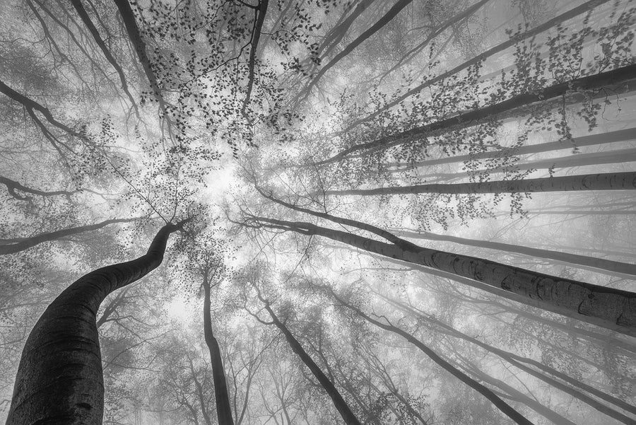 Tree Tops Mural Wallpaper