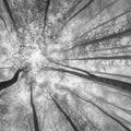 Tree Tops Mural Wallpaper - pure wallpaper artwork