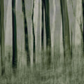 Painted Trees Mural Wallpaper - pure wallpaper artwork