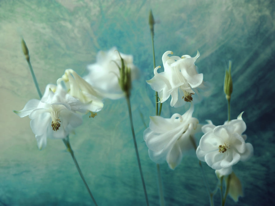 Aquilegia Flower Mural Wallpaper