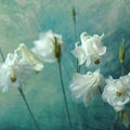 Aquilegia Flower Mural Wallpaper - pure wallpaper artwork
