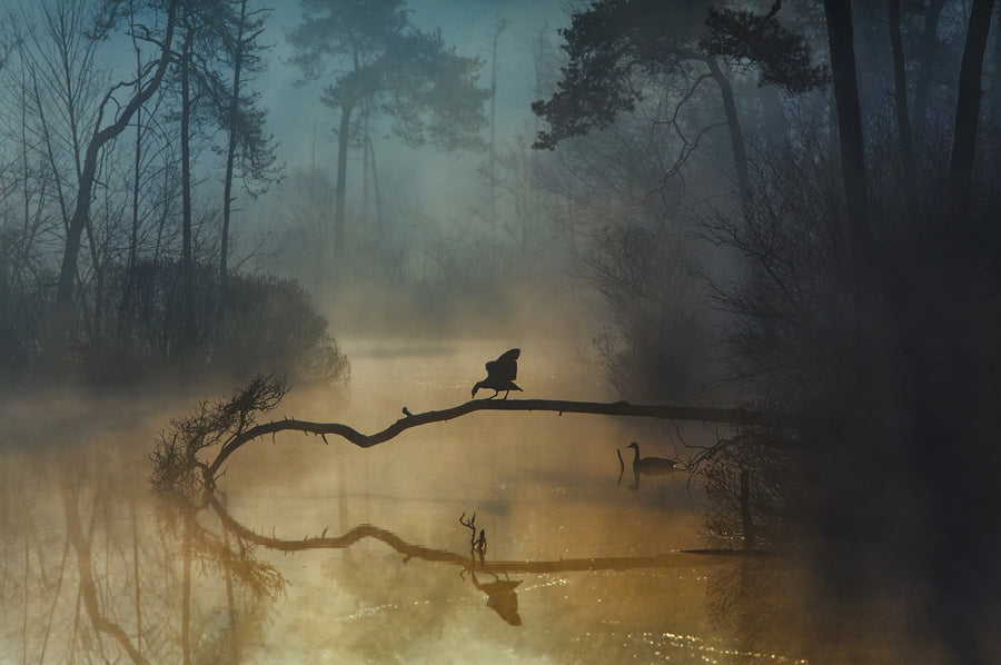 Morning Lake Mural Wallpaper