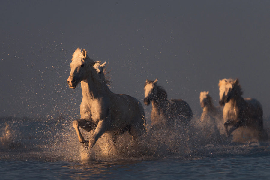 Wild Horses Mural Wallpaper