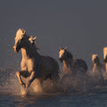 Wild Horses Mural Wallpaper - pure wallpaper artwork