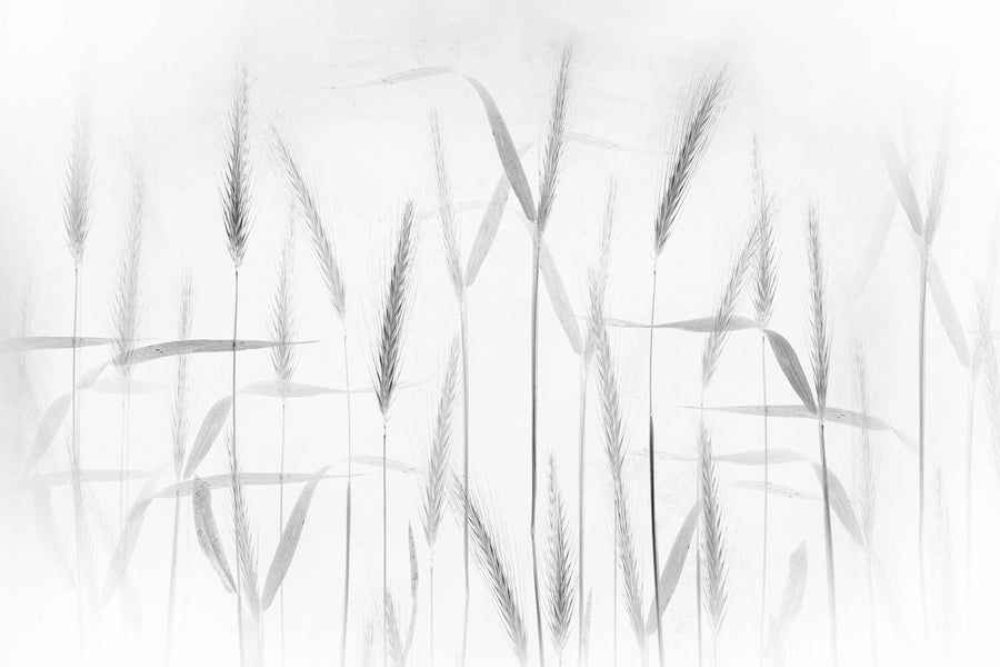 Grain Mural Wallpaper