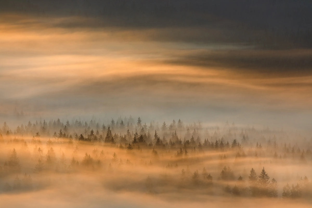 Golden Fir Forest Mural Wallpaper - pure wallpaper artwork