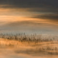Golden Fir Forest Mural Wallpaper - pure wallpaper artwork
