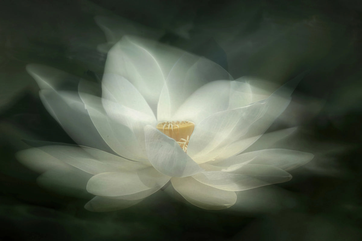 White Waterlily Mural Wallpaper - pure wallpaper artwork