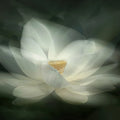 White Waterlily Mural Wallpaper - pure wallpaper artwork