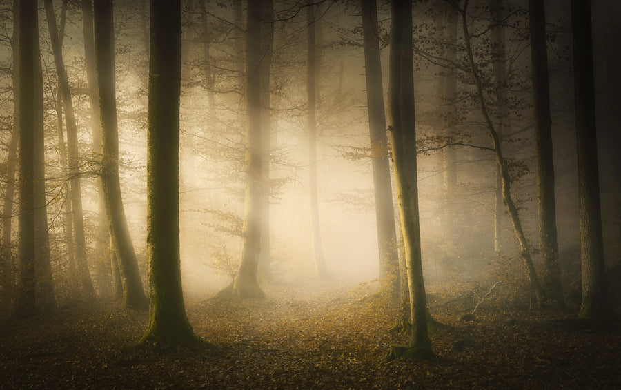 Secret Forest Mural Wallpaper
