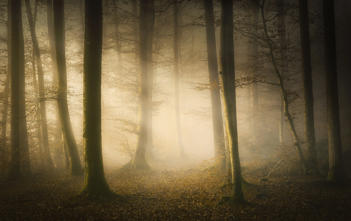 Secret Forest Mural Wallpaper - pure wallpaper artwork