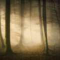 Secret Forest Mural Wallpaper - pure wallpaper artwork