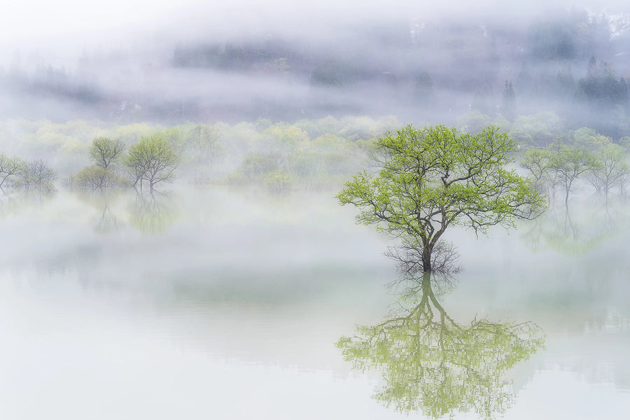 Misty Tree Mural Wallpaper