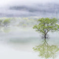 Misty Tree Mural Wallpaper - pure wallpaper artwork