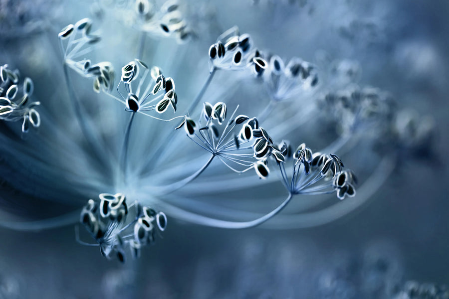 Blue Crown Dill Mural Wallpaper