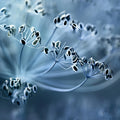 Blue Crown Dill Mural Wallpaper - pure wallpaper artwork