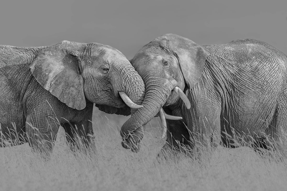 Elephant Hug Mural Wallpaper - pure wallpaper artwork