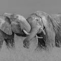 Elephant Hug Mural Wallpaper - pure wallpaper artwork