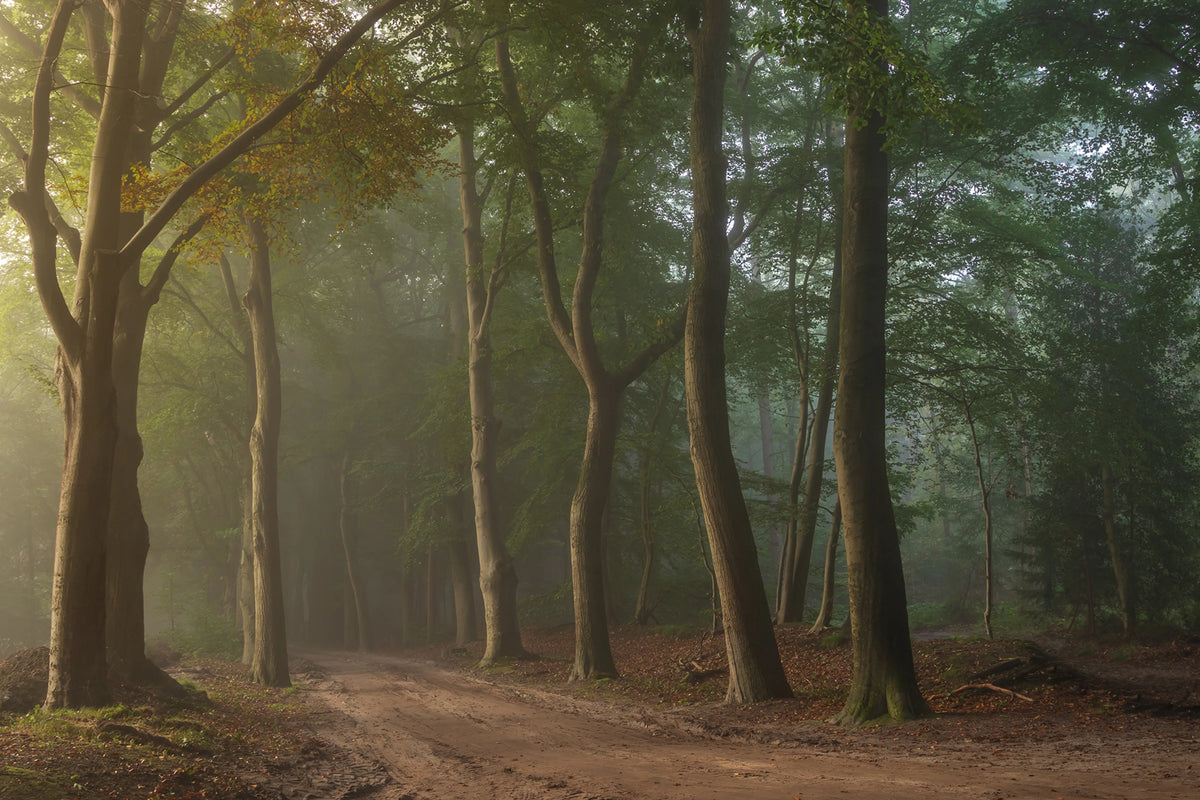Secret Road Mural Wallpaper - pure wallpaper artwork