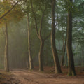 Secret Road Mural Wallpaper - pure wallpaper artwork