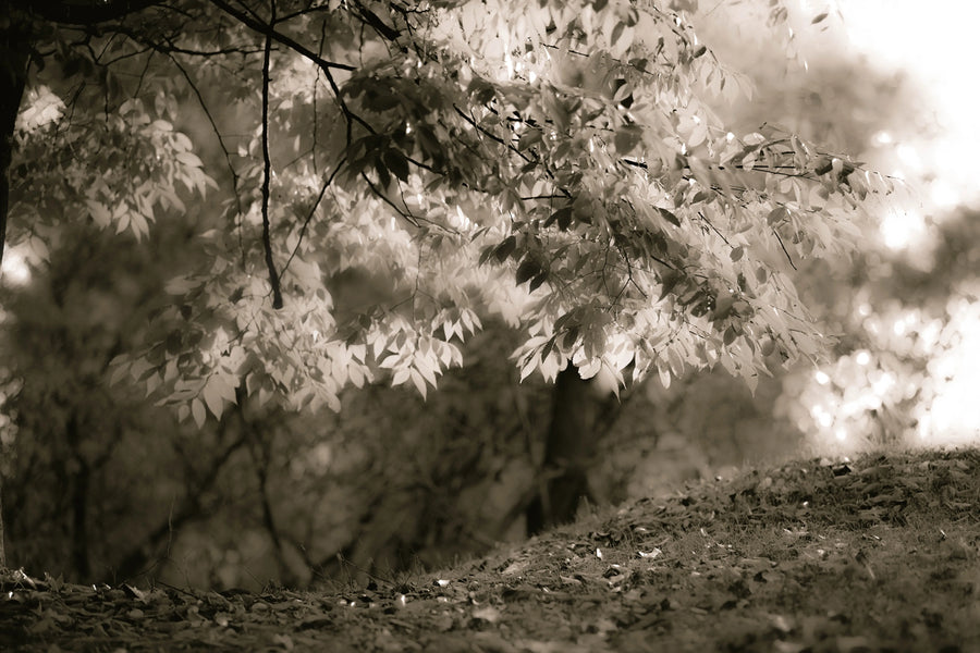 Sepia Leafs Mural Wallpaper