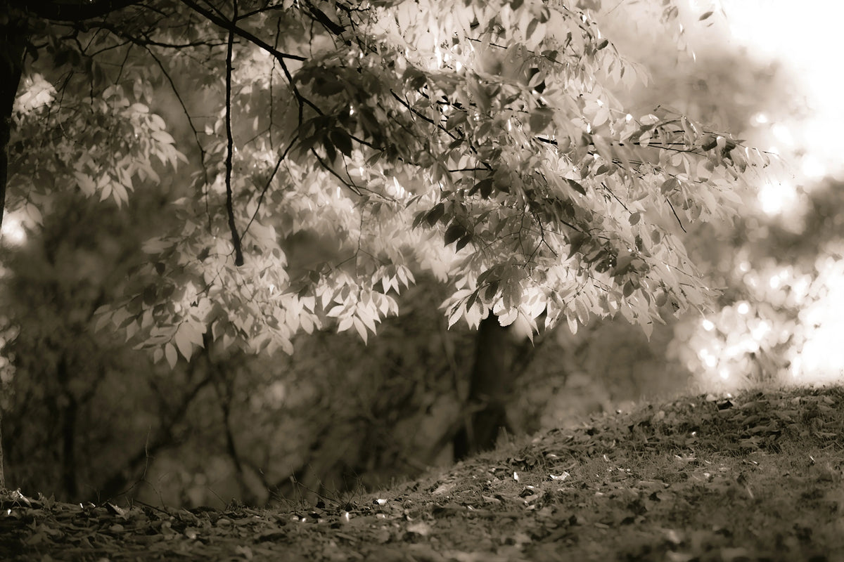 Sepia Leafs Mural Wallpaper - pure wallpaper artwork