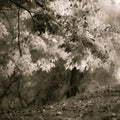 Sepia Leafs Mural Wallpaper - pure wallpaper artwork