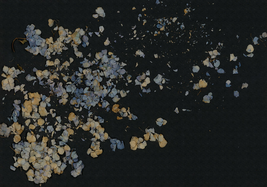 Fragile Beauty, Dark Blue Mural Wallpaper