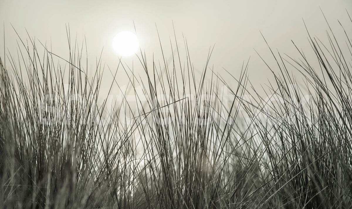Coastal Reed Mural Wallpaper - pure wallpaper artwork