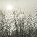 Coastal Reed Mural Wallpaper - pure wallpaper artwork