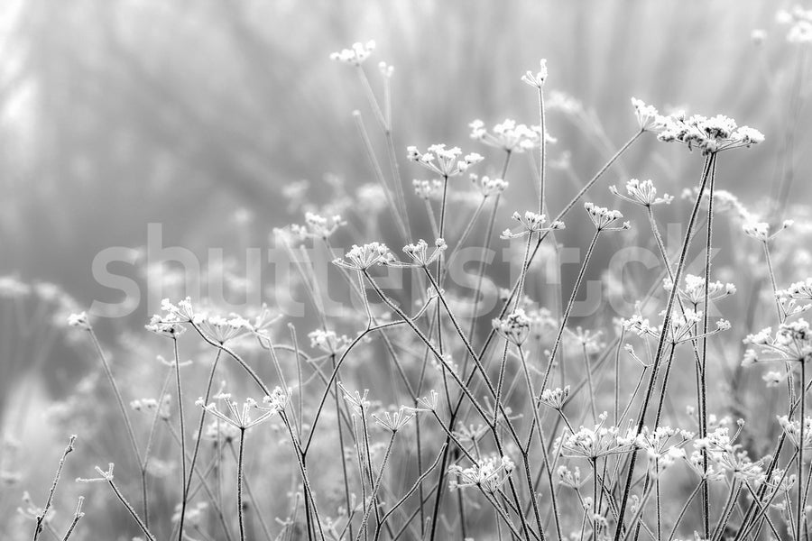 Frosty Straw Mural Wallpaper