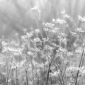 Frosty Straw Mural Wallpaper - pure wallpaper artwork