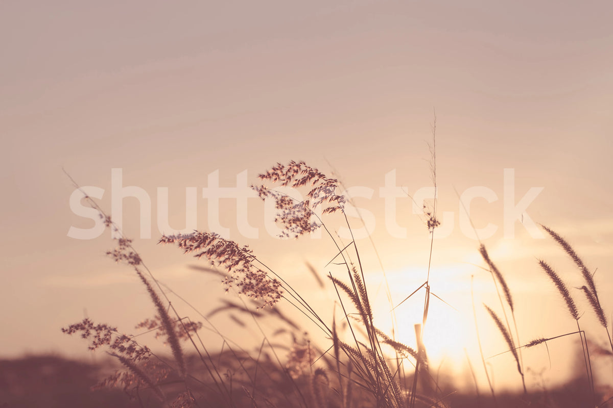 Pink Sunset Mural Wallpaper - pure wallpaper artwork