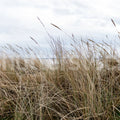 Reed Mural Wallpaper - pure wallpaper artwork