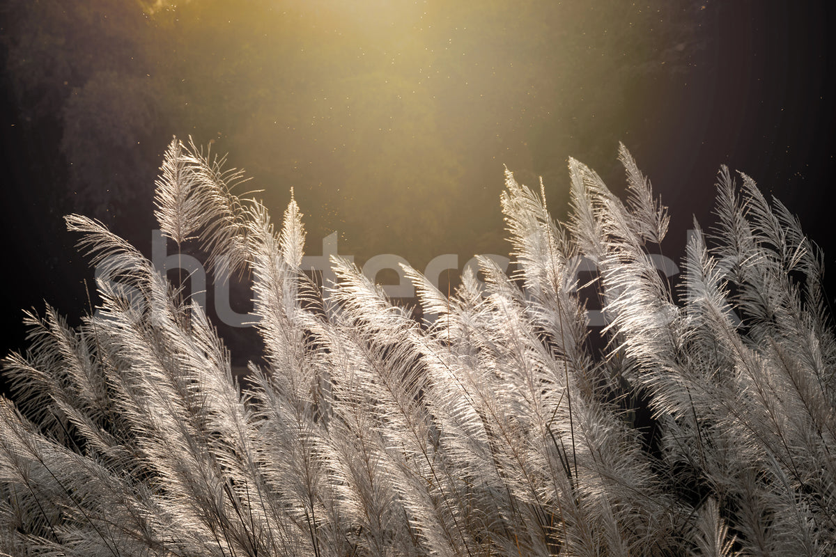 Winter Straw Mural Wallpaper - pure wallpaper artwork