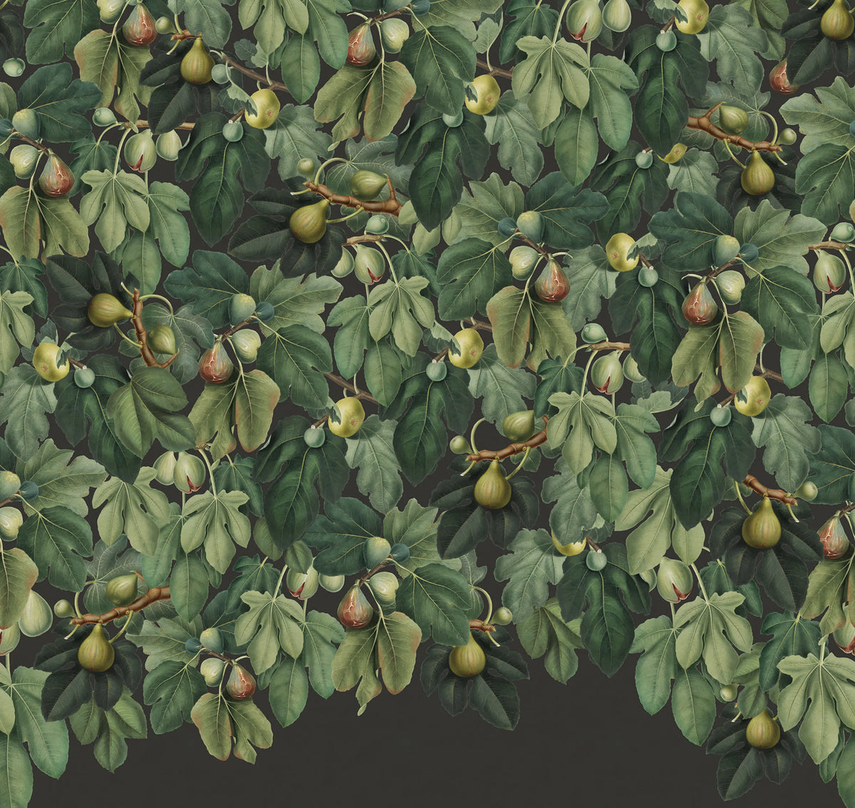 Fig Tree, Lush Mural Wallpaper - pure wallpaper artwork