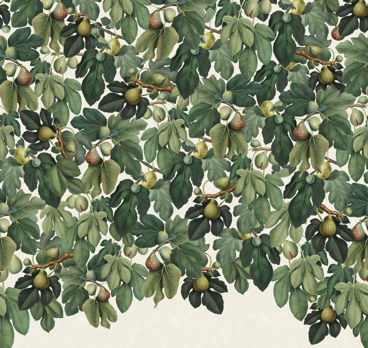 Fig Tree, Green Mural Wallpaper - pure wallpaper artwork