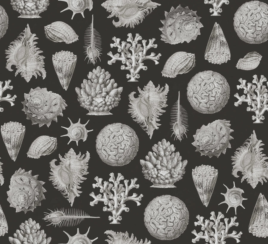Seashells, Graphite Mural Wallpaper