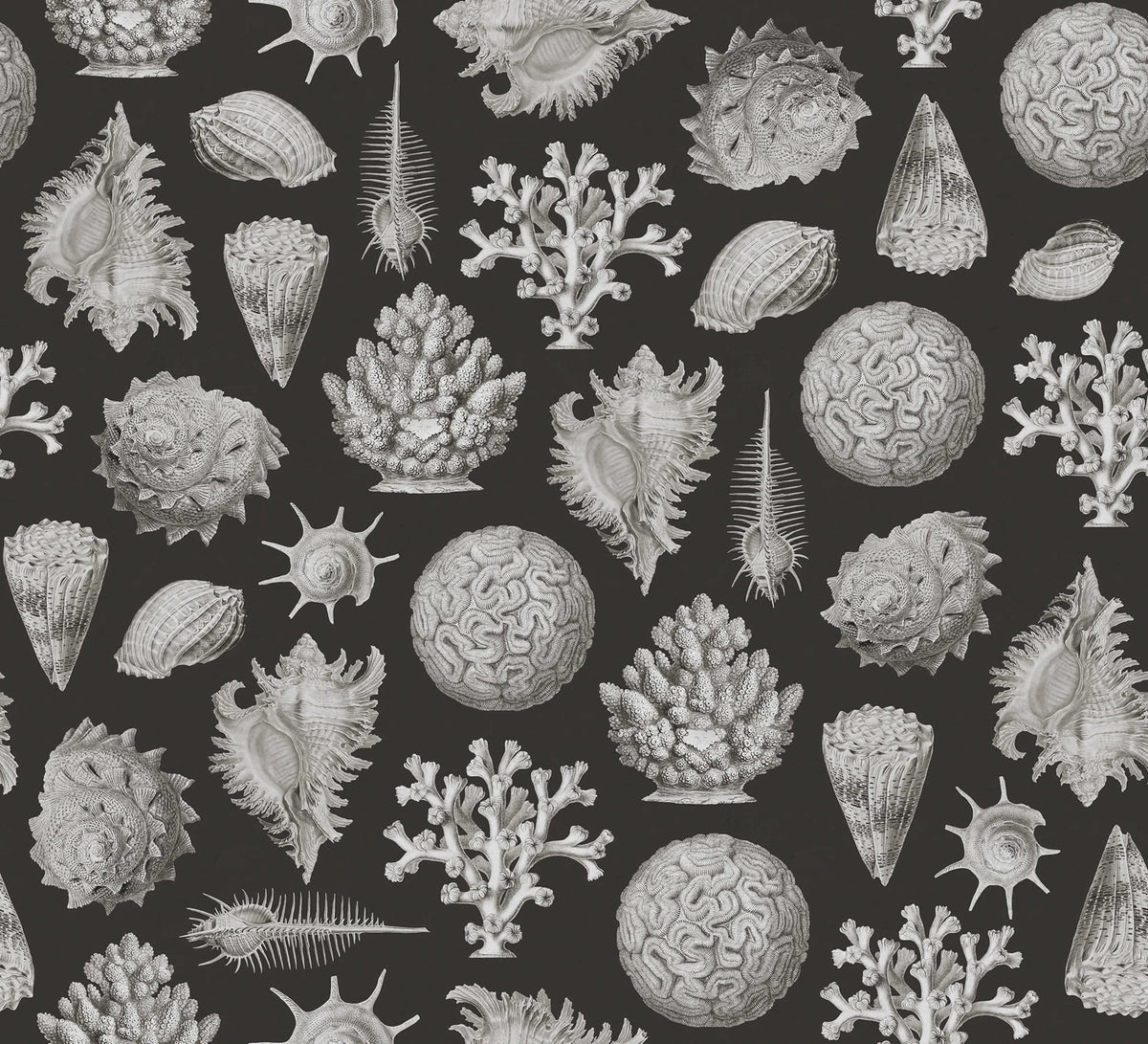 Seashells, Graphite Mural Wallpaper - pure wallpaper artwork