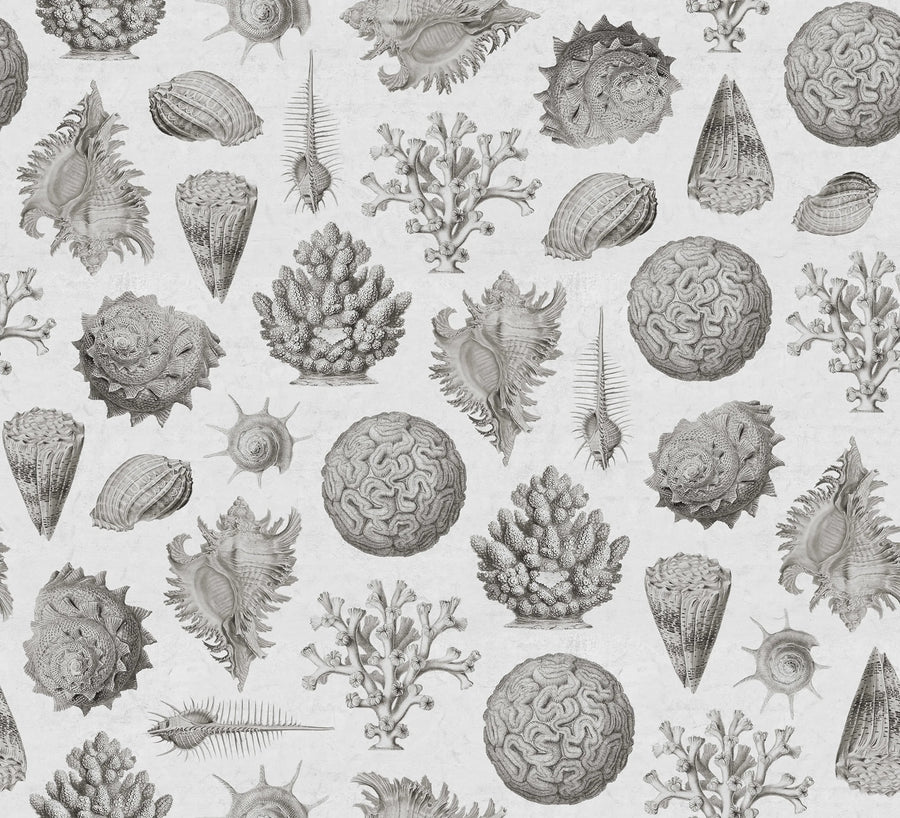 Seashells, Clay Mural Wallpaper
