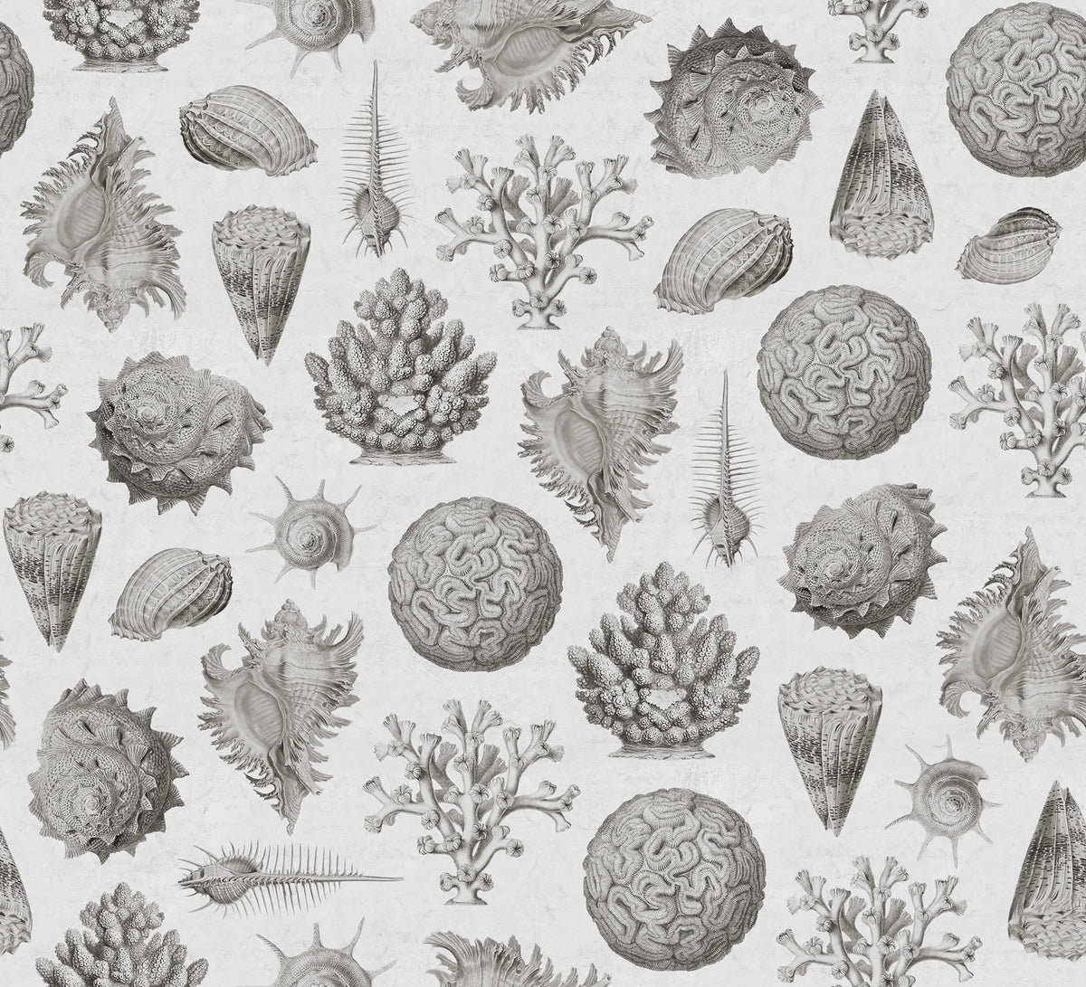 Seashells, Clay Mural Wallpaper - pure wallpaper artwork
